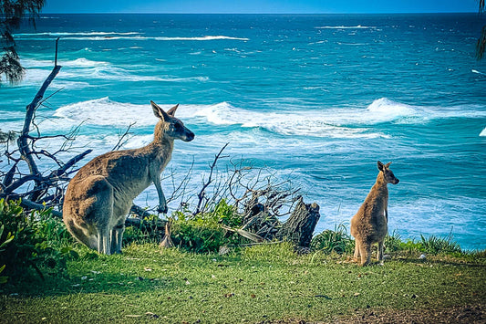 A Day in Paradise: Our Unforgettable Adventure on North Stradbroke Island